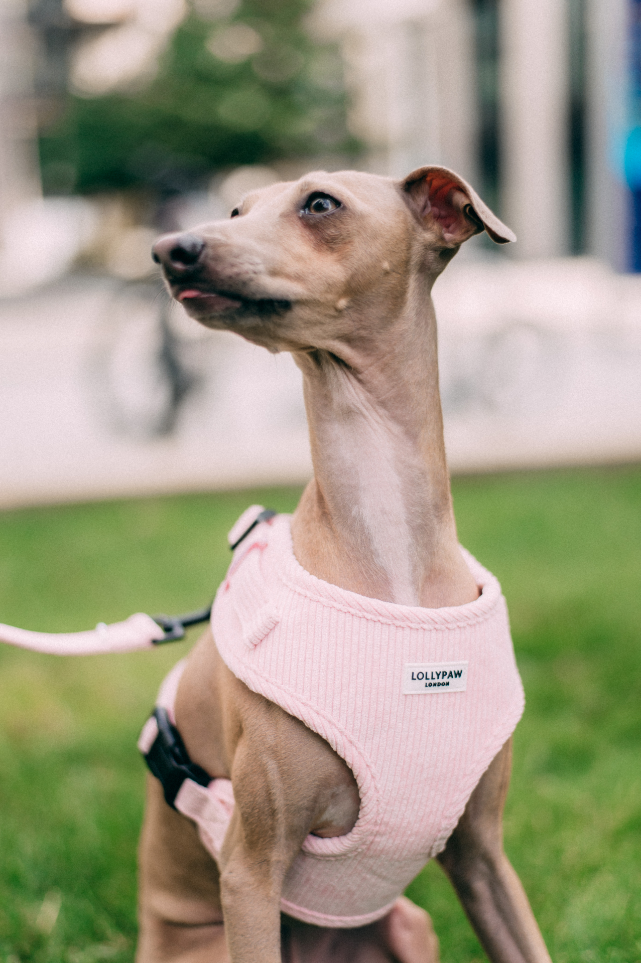 The Signature Harness — Blush Pink