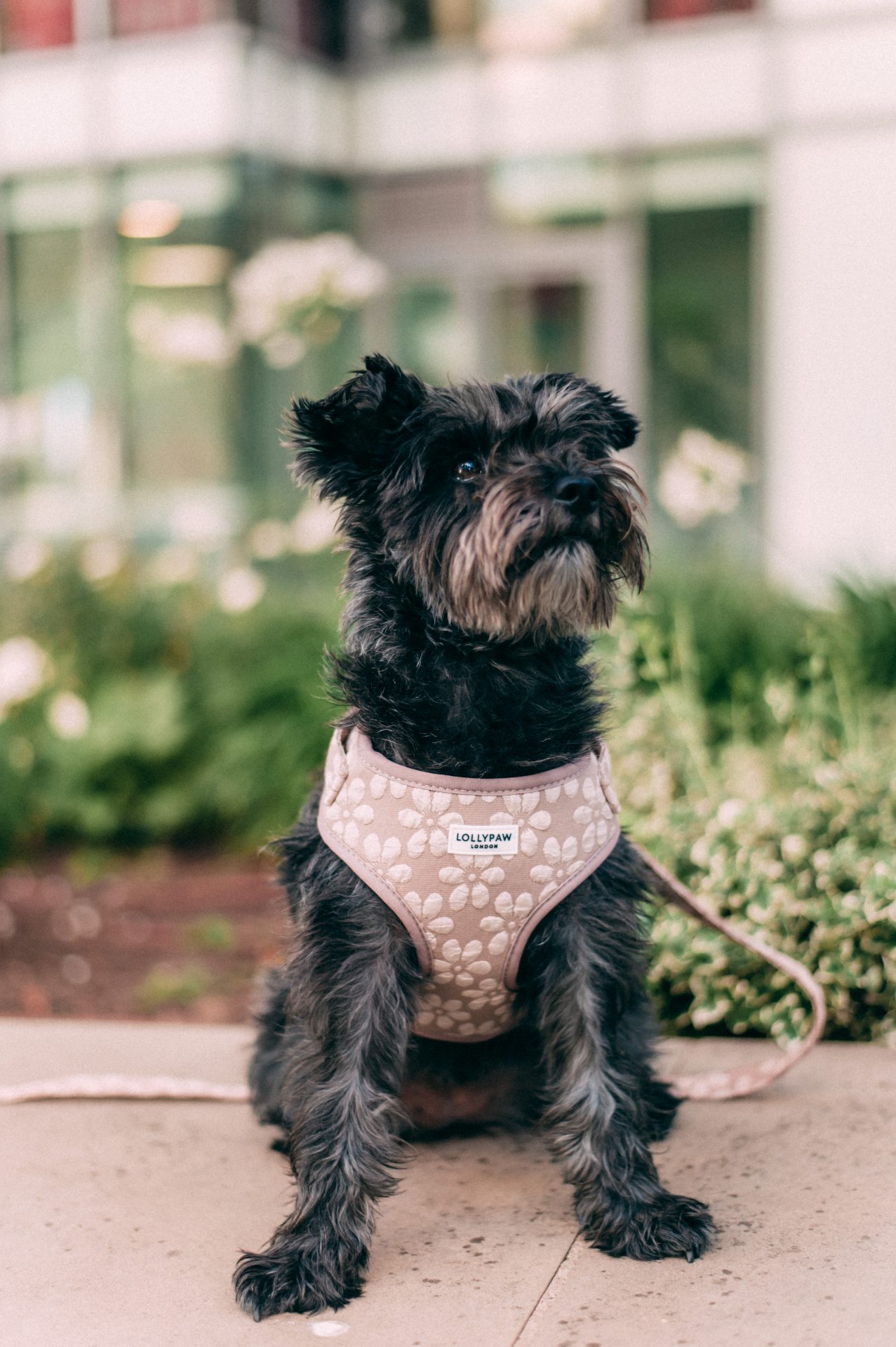 The Signature Harness — Floral Brown