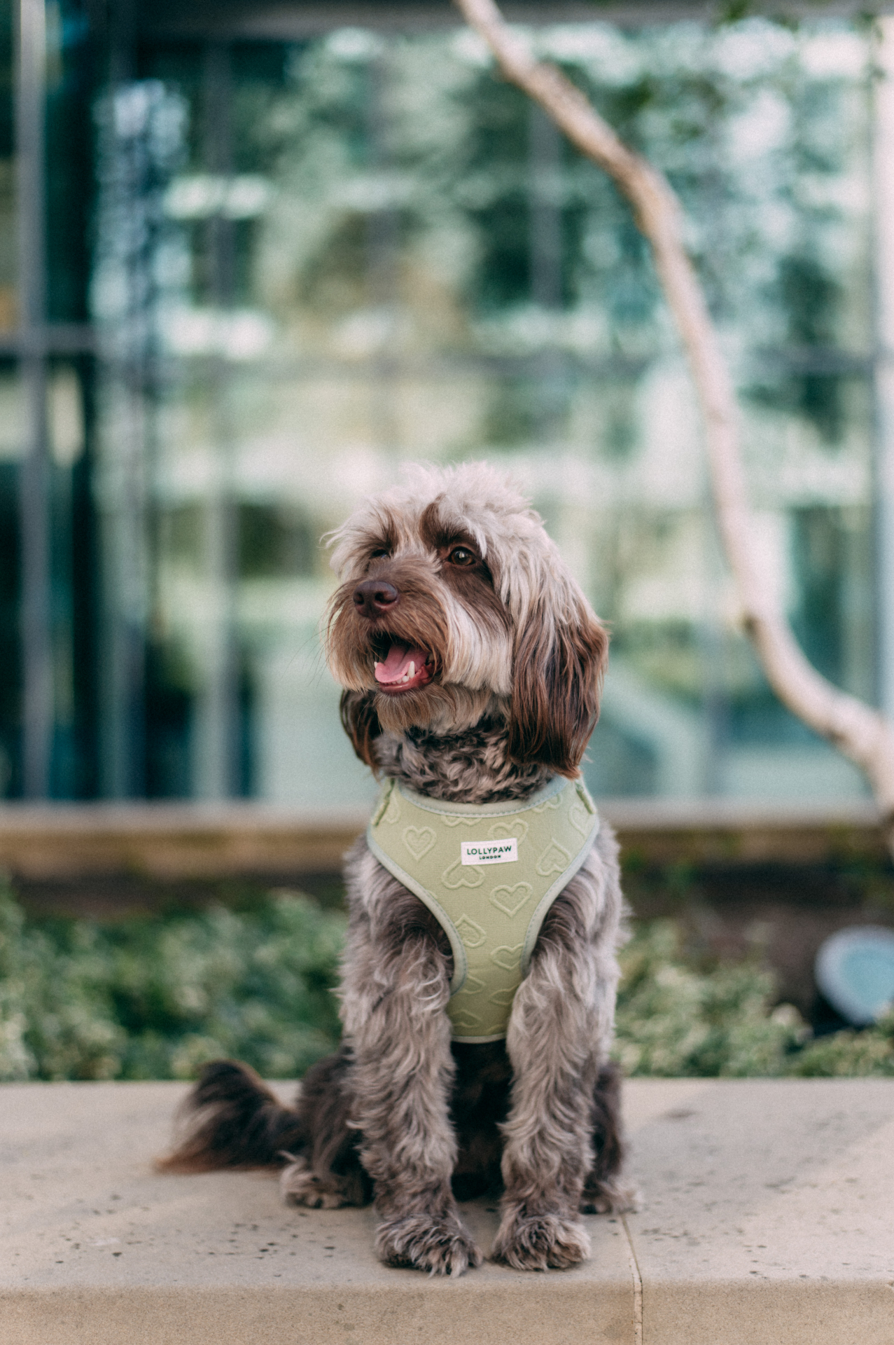 The Signature Harness — Sage Green