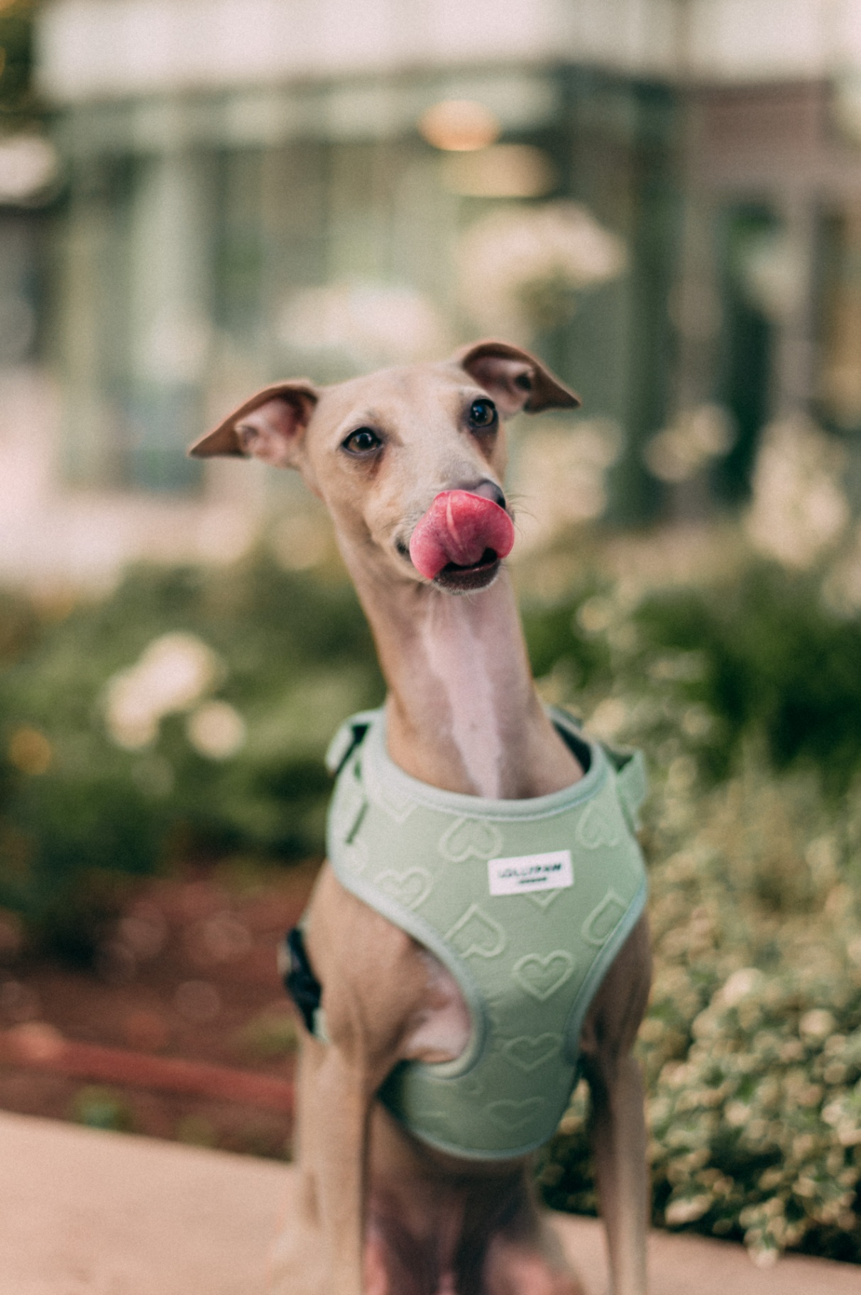 The Weekender Harness — Sky