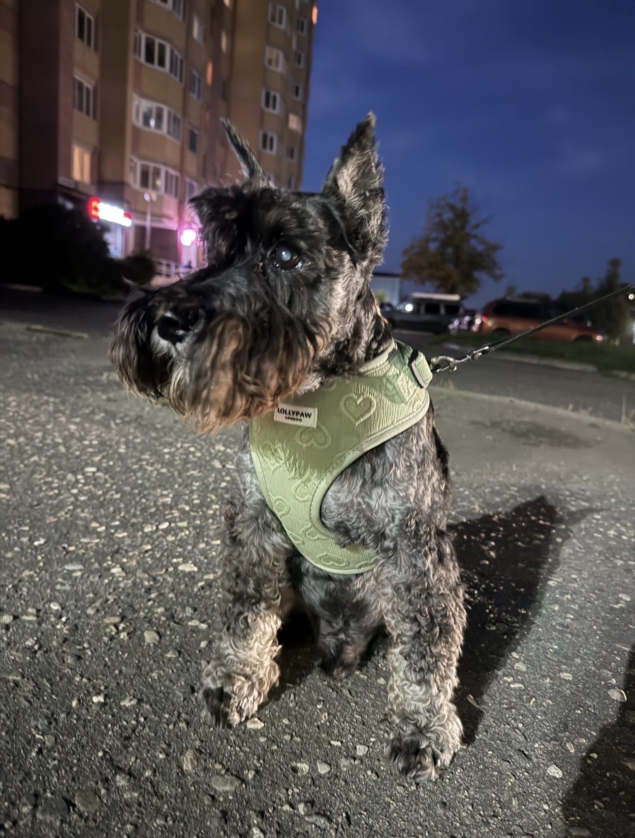 Dog wearing Lollypaw London