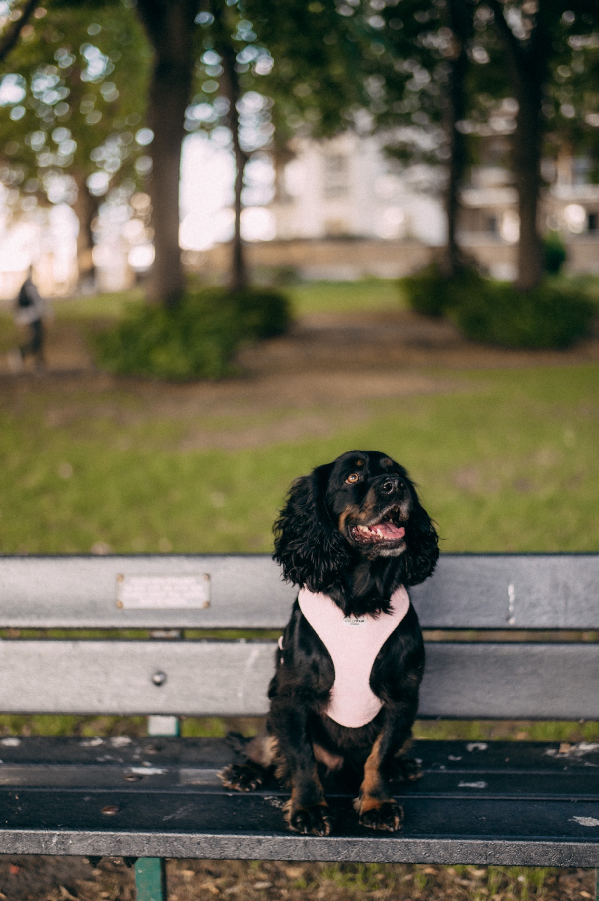 Dog wearing Lollypaw London