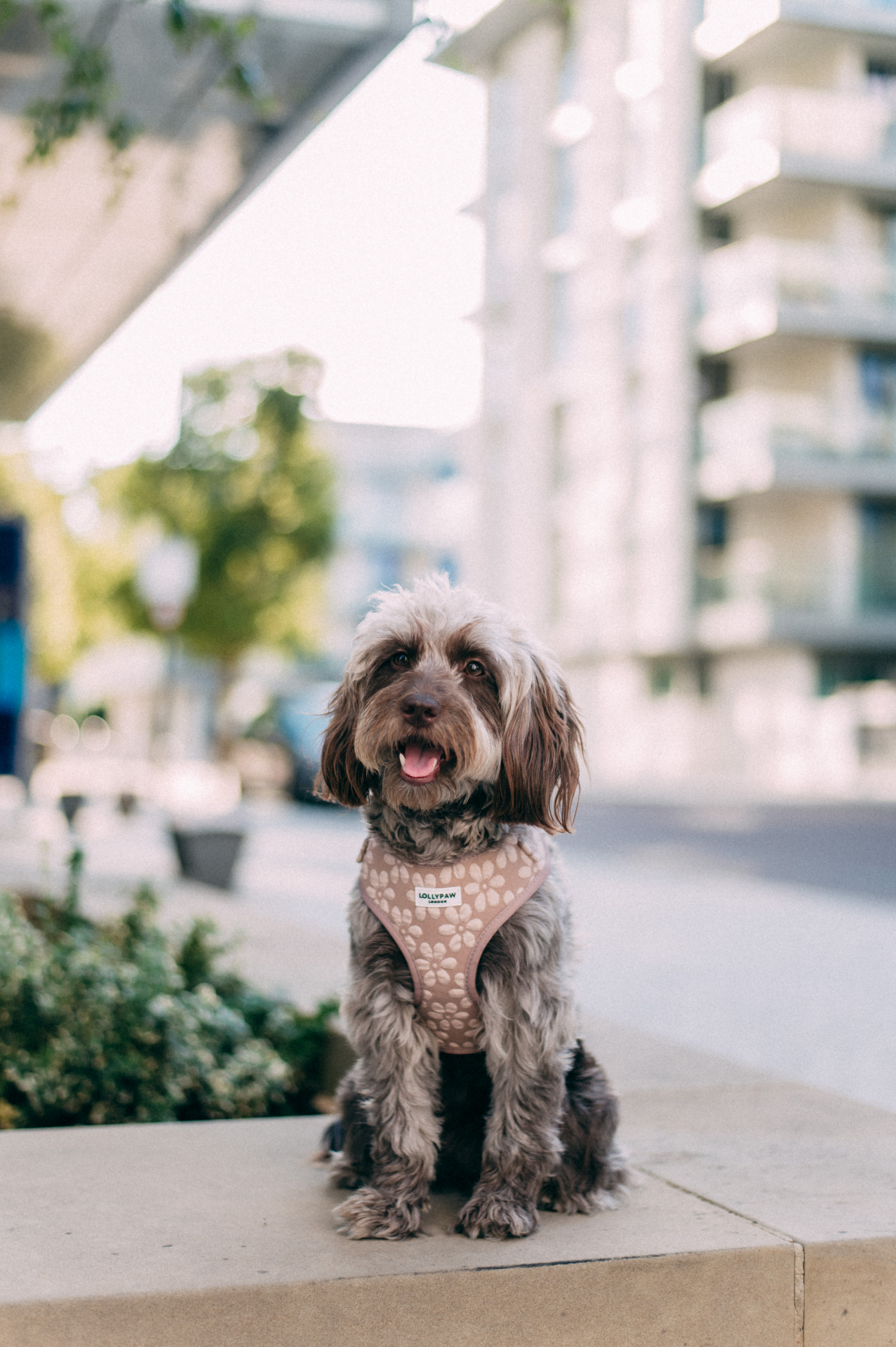 A happy dog wearing a Lollypaw London harness on a walk