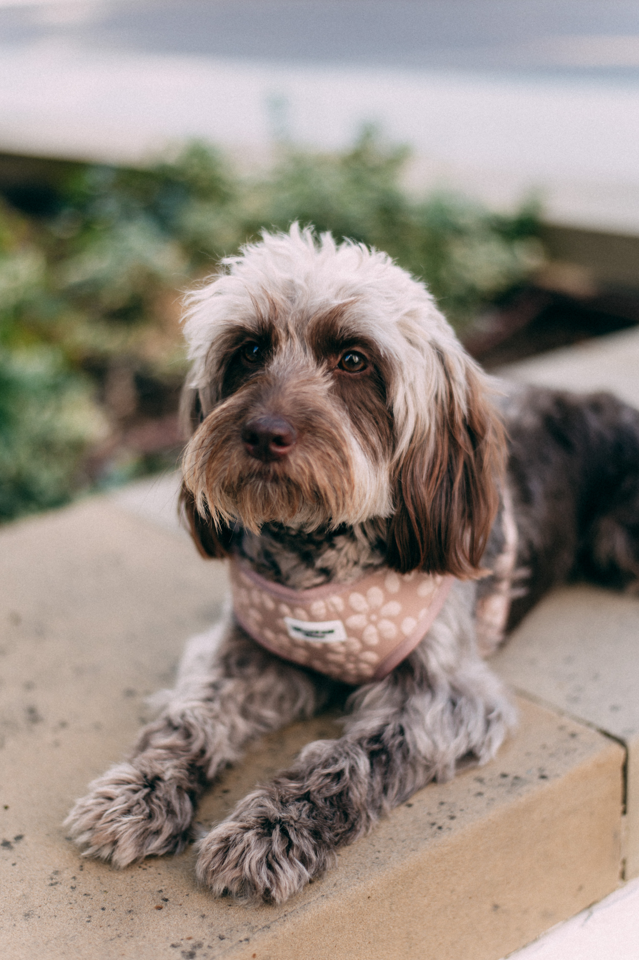 Dog wearing Lollypaw London