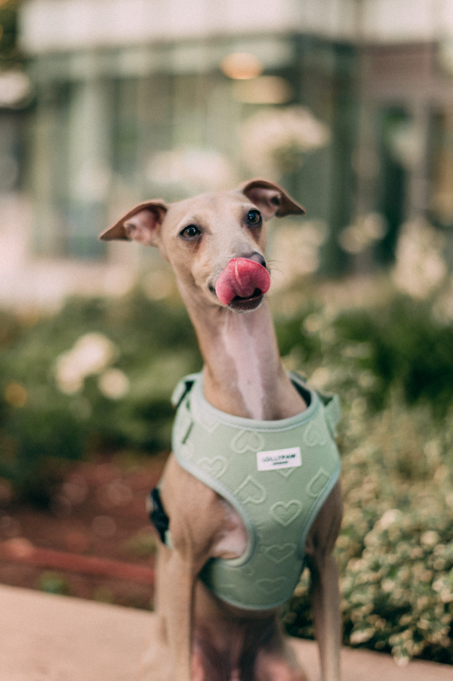 Dog Puppy Harness with Heart Pattern Soft & Allergy-Safe Optional Matching Leash For Small Dogs