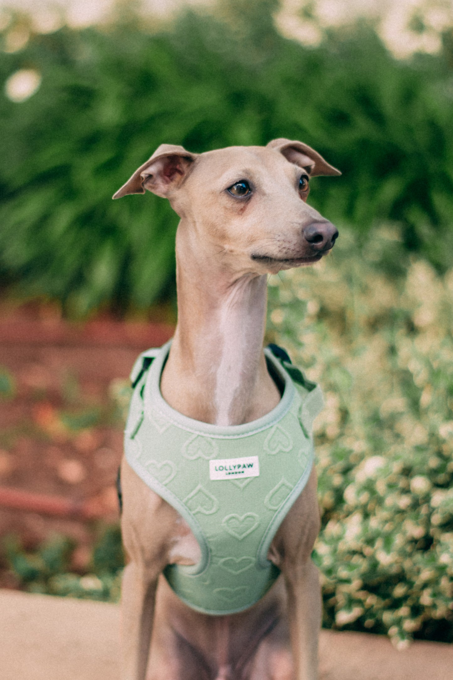 Dog Puppy Harness with Heart Pattern Soft & Allergy-Safe Optional Matching Leash For Small Dogs