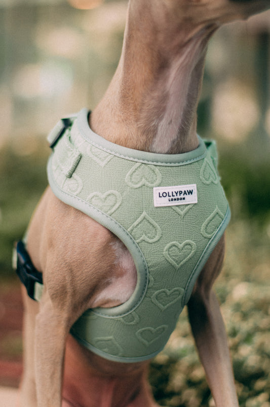 Dog Puppy Harness with Heart Pattern Soft & Allergy-Safe Optional Matching Leash For Small Dogs