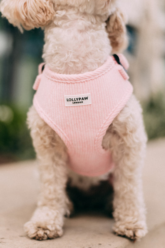 Dog Puppy Harness Soft Adjustable Velvet Dog Harness for Small Dogs XS/S/M Hypoallergenic, Matching Leash Optional Lollypaw London