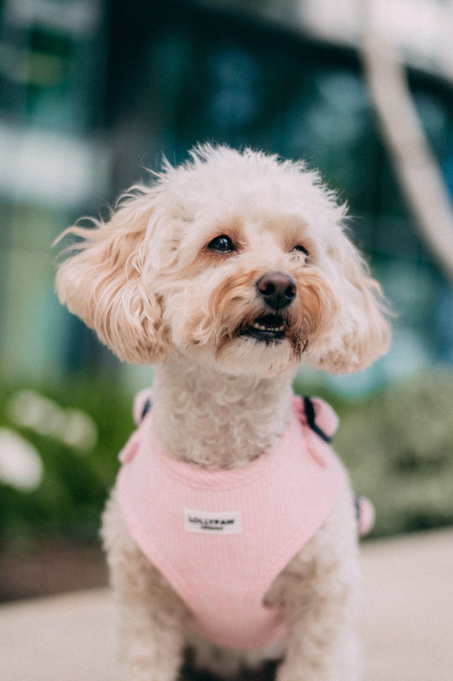 Dog Puppy Harness Soft Adjustable Velvet Dog Harness for Small Dogs XS/S/M Hypoallergenic, Matching Leash Optional Lollypaw London