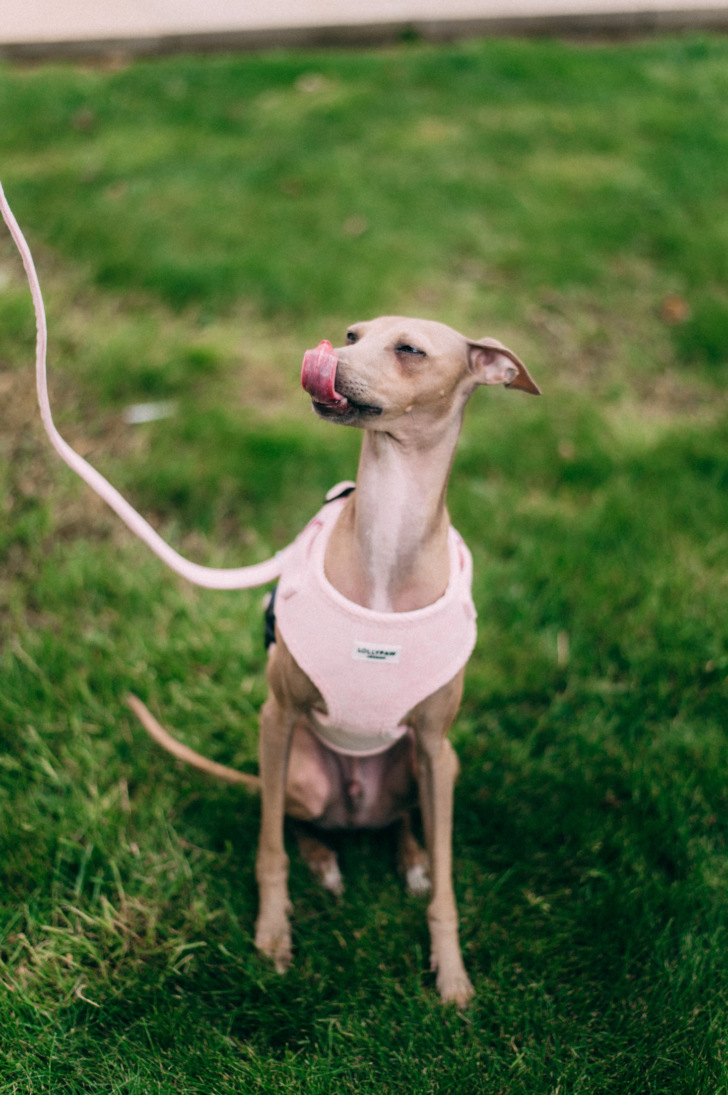 Dog Puppy Harness Soft Adjustable Velvet Dog Harness for Small Dogs XS/S/M Hypoallergenic, Matching Leash Optional Lollypaw London