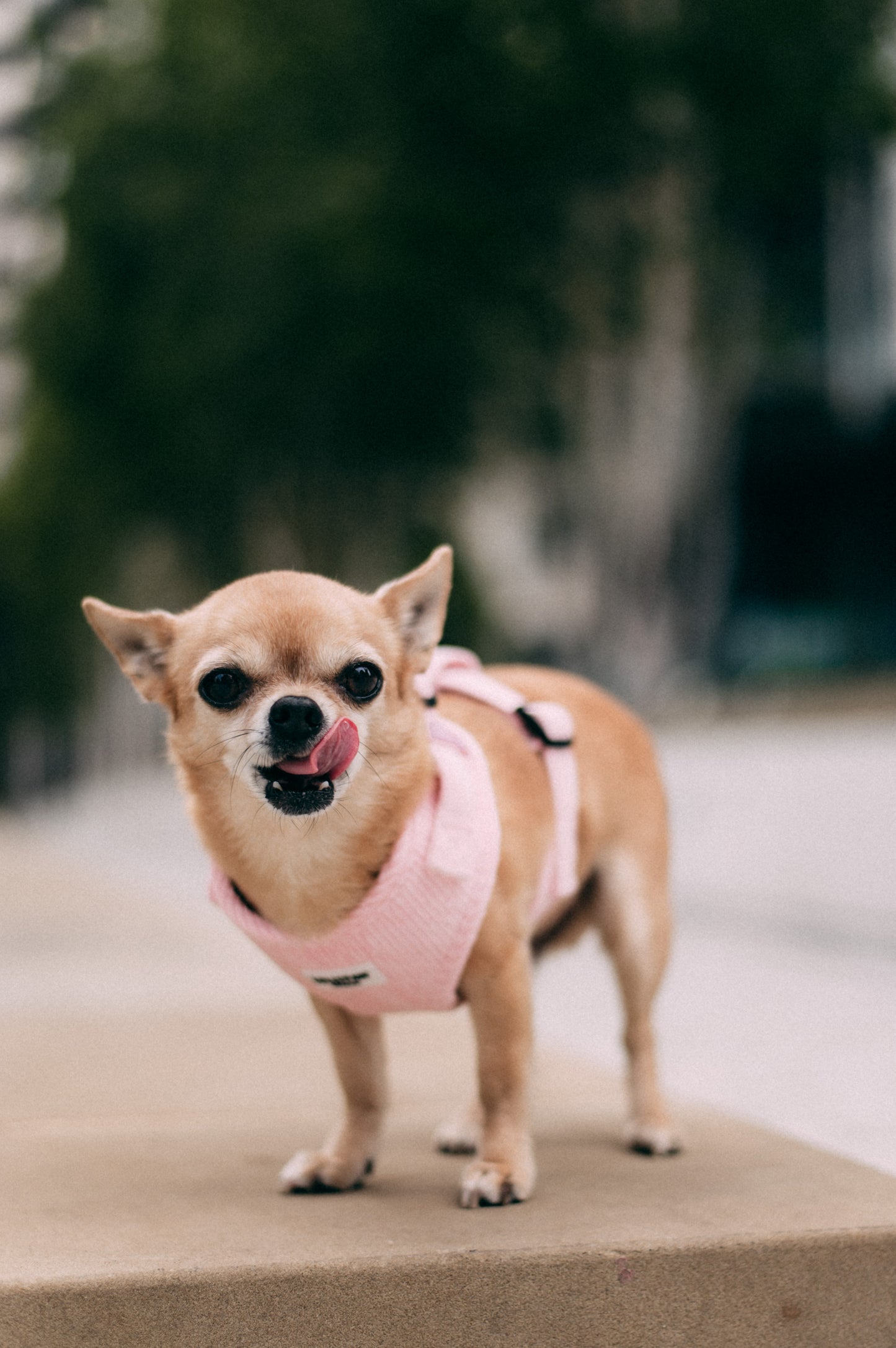 Dog Puppy Harness Soft Adjustable Velvet Dog Harness for Small Dogs XS/S/M Hypoallergenic, Matching Leash Optional Lollypaw London