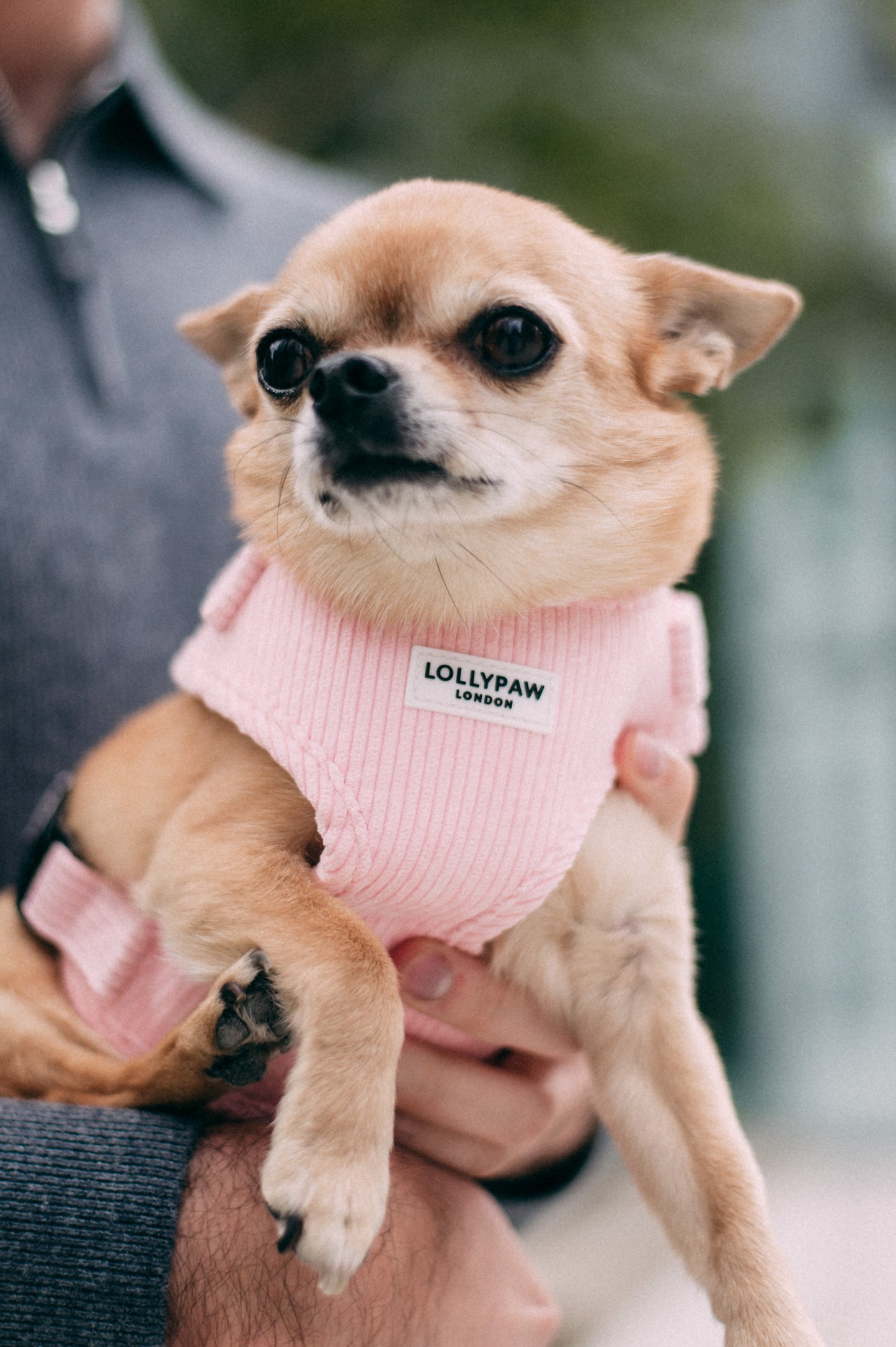 Dog Puppy Harness Soft Adjustable Velvet Dog Harness for Small Dogs XS/S/M Hypoallergenic, Matching Leash Optional Lollypaw London