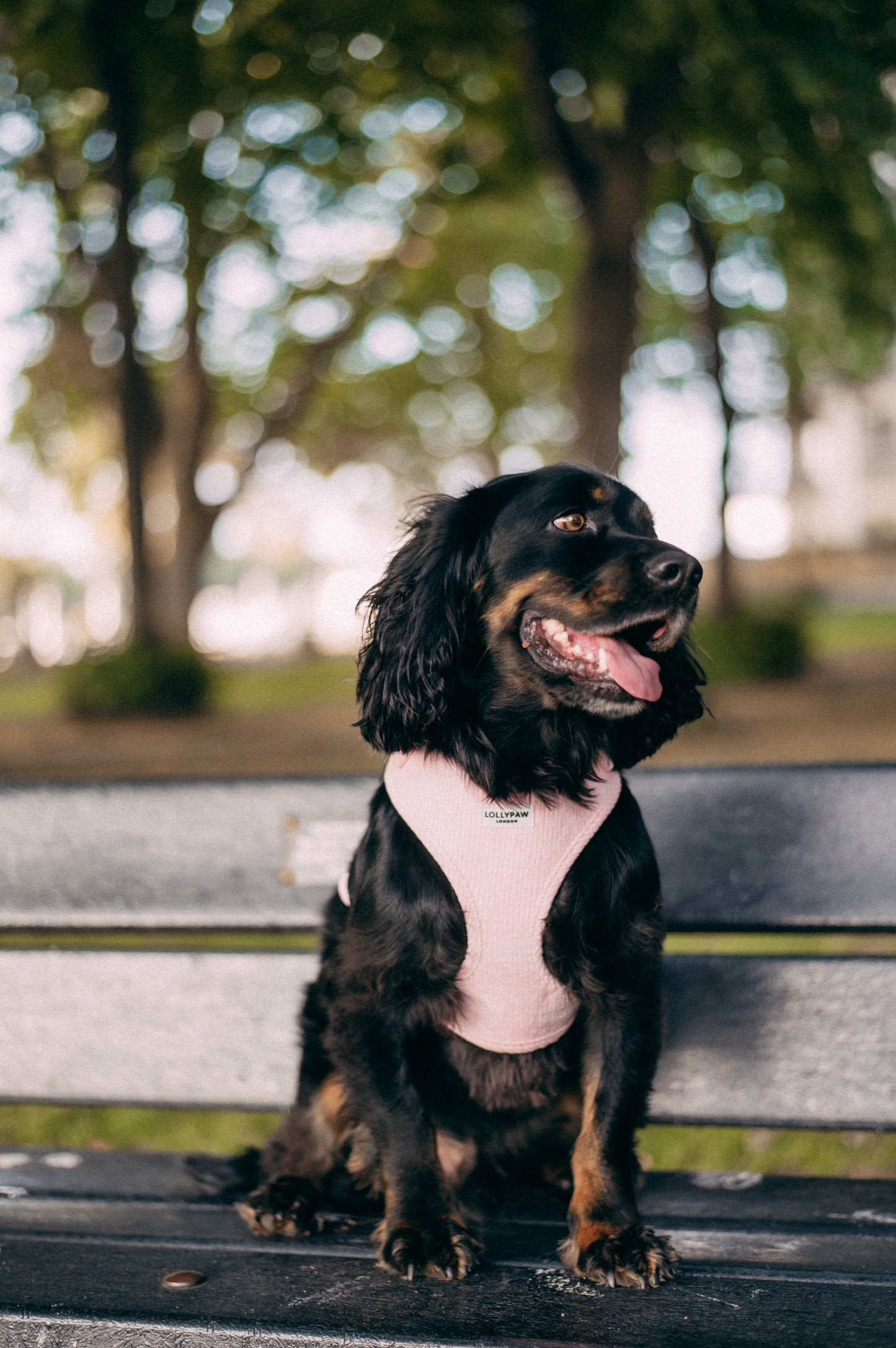 Dog Puppy Harness Soft Adjustable Velvet Dog Harness for Small Dogs XS/S/M Hypoallergenic, Matching Leash Optional Lollypaw London
